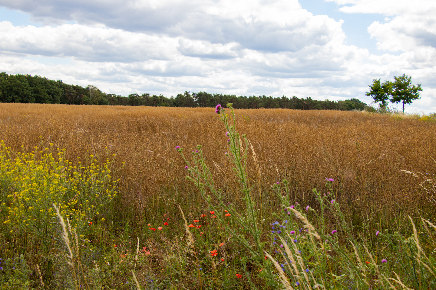 Bild: Christiane Lang 